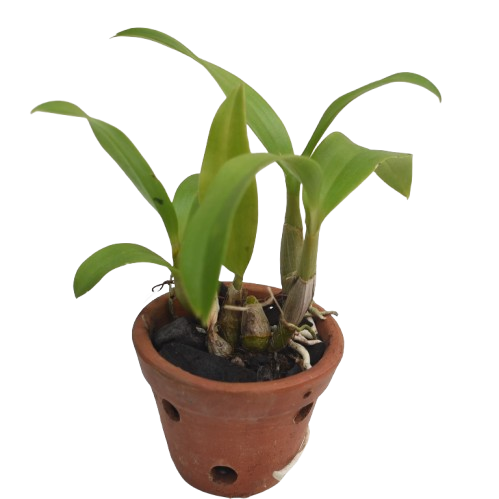 Dendrobium King Starbright orchid plant with strong green canes and lush leaves, ideal for home decor, indoor gardening, and orchid enthusiasts