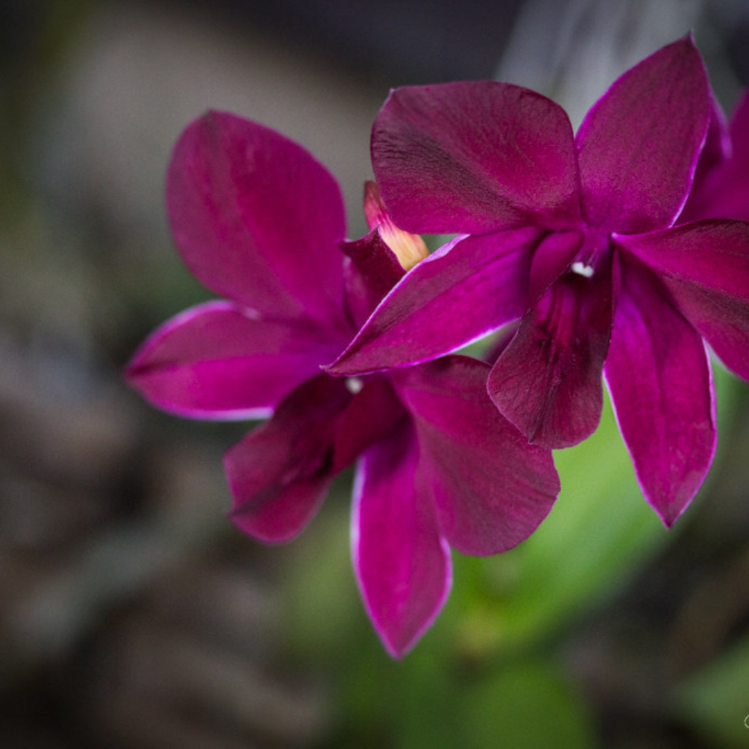 endrobium Krating Deang orchid flower with vibrant purple to reddish petals, exotic dendrobium orchid bloom ideal for indoor decor, orchid collection, and tropical garden display