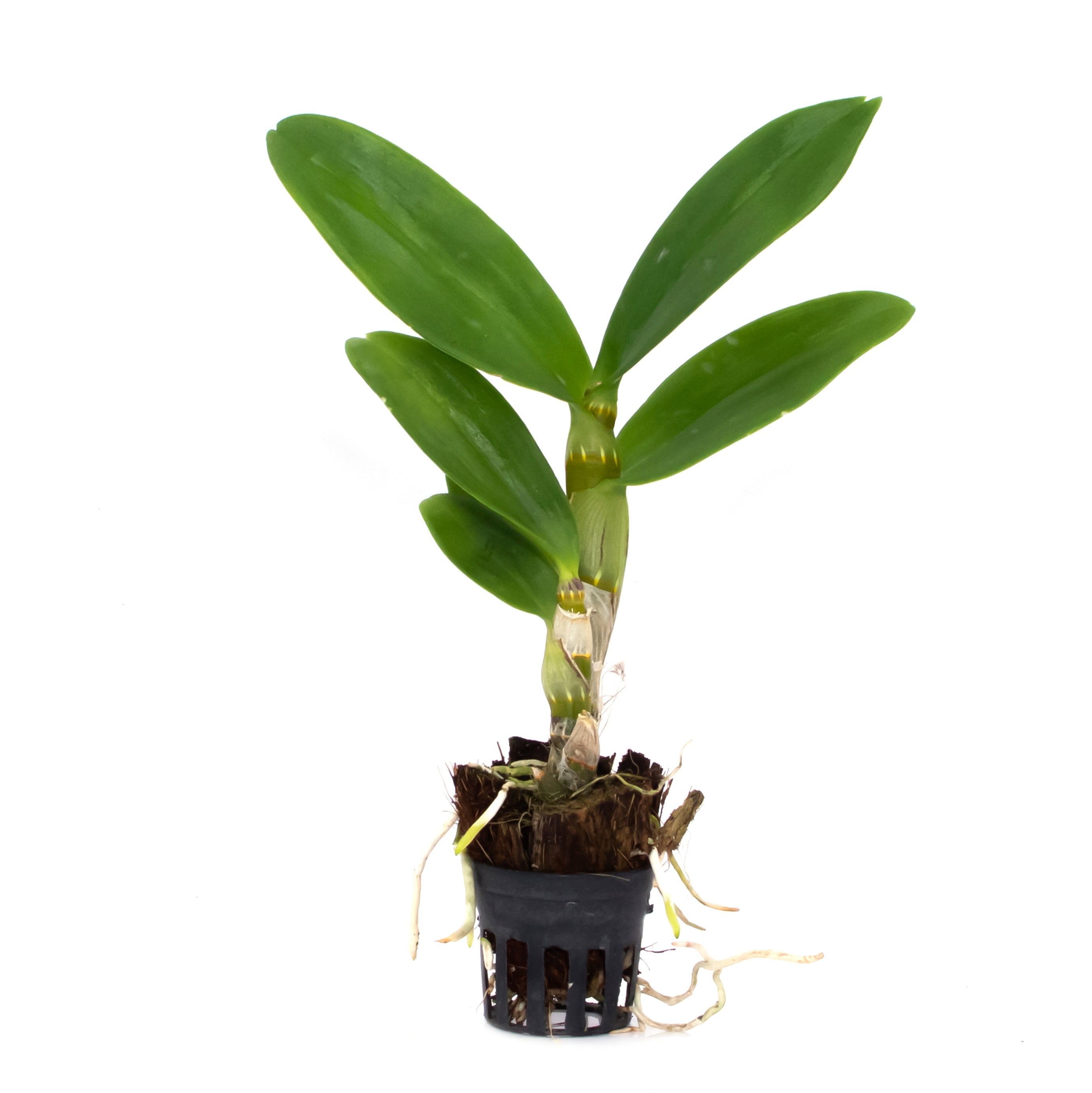 Dendrobium Mana Blue live orchid plant with upright green canes and fresh leaves, suitable for home gardening, balcony plants, and orchid collection