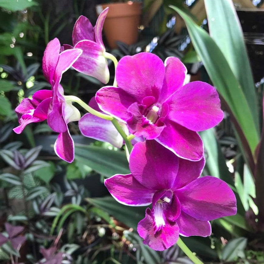 Dendrobium Mangosteen orchid in full bloom showcasing vibrant exotic flowers with rich colors and elegant clustered petals, premium hybrid orchid plant ideal for home and garden decoration in India.