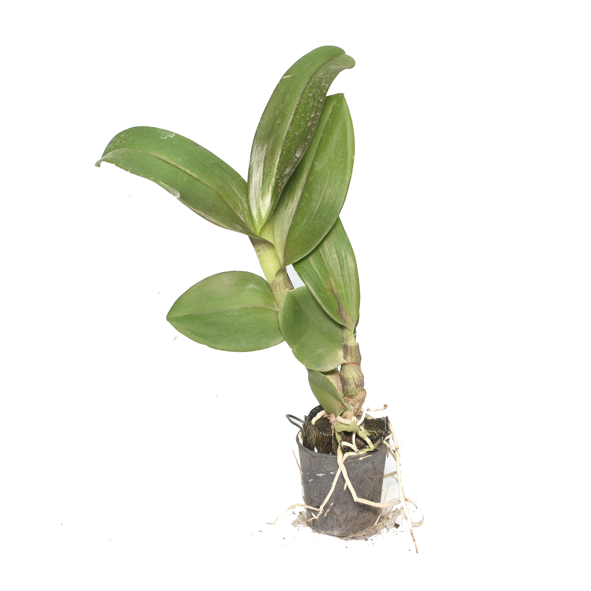 Healthy Dendrobium Mangosteen orchid plant with strong green canes, dense foliage, and well established roots, premium flowering orchid plant suitable for indoor and balcony gardening in India.