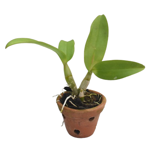 Dendrobium Mayneal x Uraiwon orchid plant, healthy dendrobium with green canes and leaves.