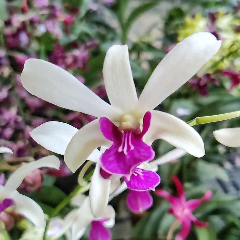 Dendrobium Meesangnil Warawan fragrant orchid flower with white petals and bright pink magenta lip, scented dendrobium bloom for indoor decor