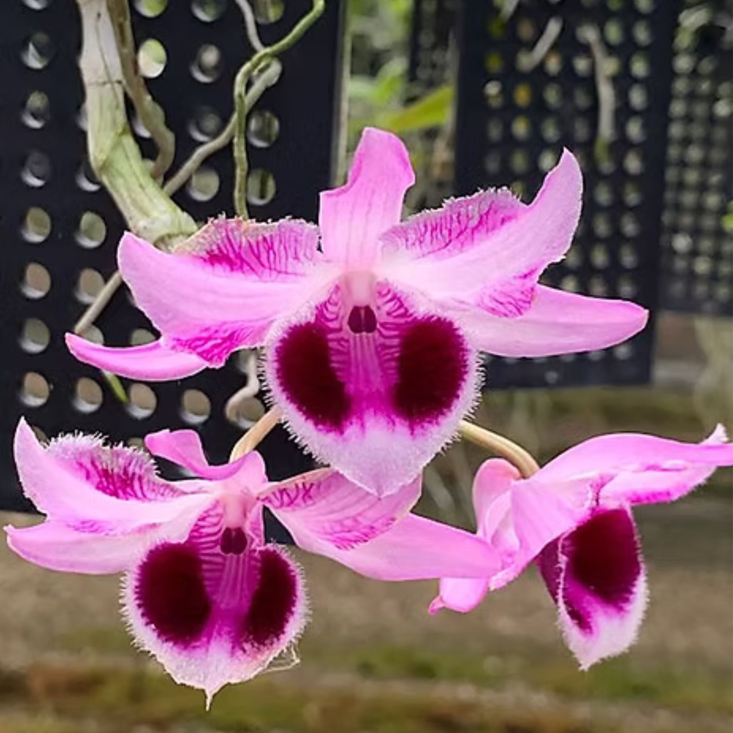 Dendrobium Nestor ‘White’ × Parishii ‘Domrong Star’ orchid flower with soft pink petals, deep magenta purple lip, fragrant blooms, and elegant tropical beauty ideal for orchids online India, Orchid Plants Online India, Dendrobium orchids, exotic flowering orchids, and premium orchid collections.