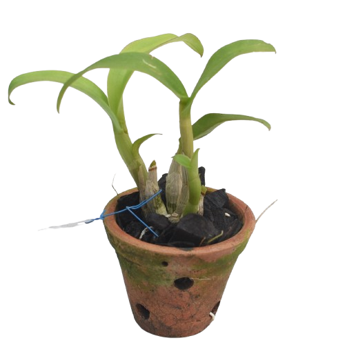 Dendrobium Nopporn Blue orchid plant with green canes and fresh foliage, suitable for indoor plant decor and orchid growing conditions