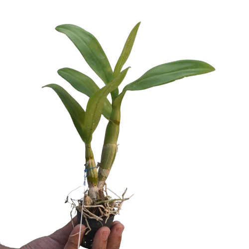 Dendrobium Nopporn Pink