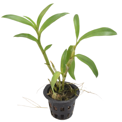 Dendrobium Pink Mascara