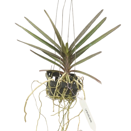 Ascocentrum ampullaceum