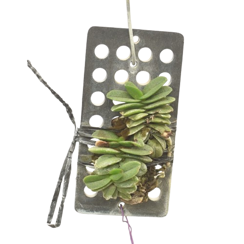 Schoenorchis Fragrans