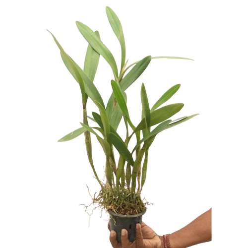 Laelianthe Tandaleyo