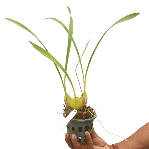 Trigonidium egertonianum