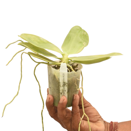 Phalaenopsis bellina 'Fire Type'