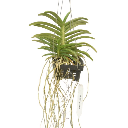 Ascocentrum miniatum