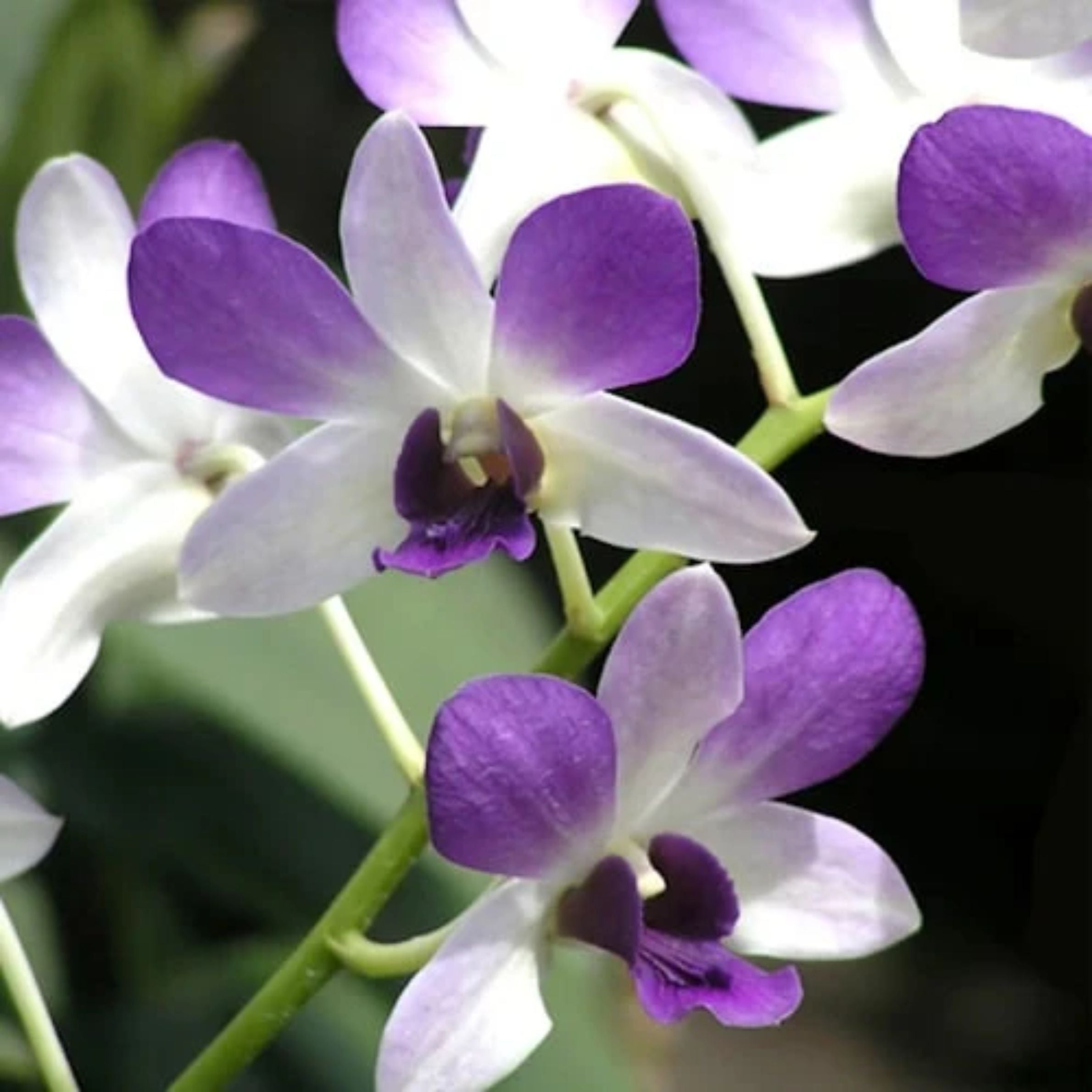 Dendrobium Uthai Purple Splash