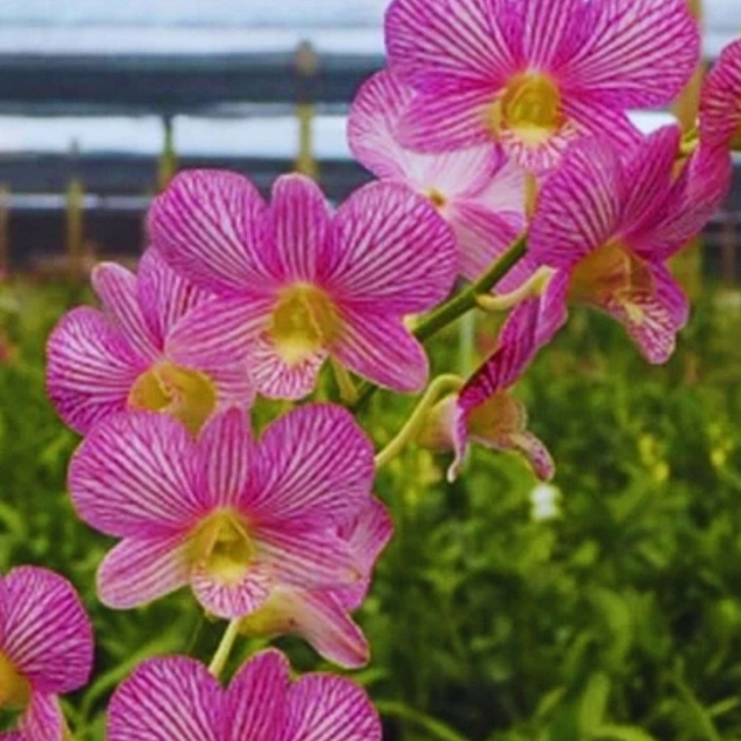 Dendrobium Burana Jade Jacky