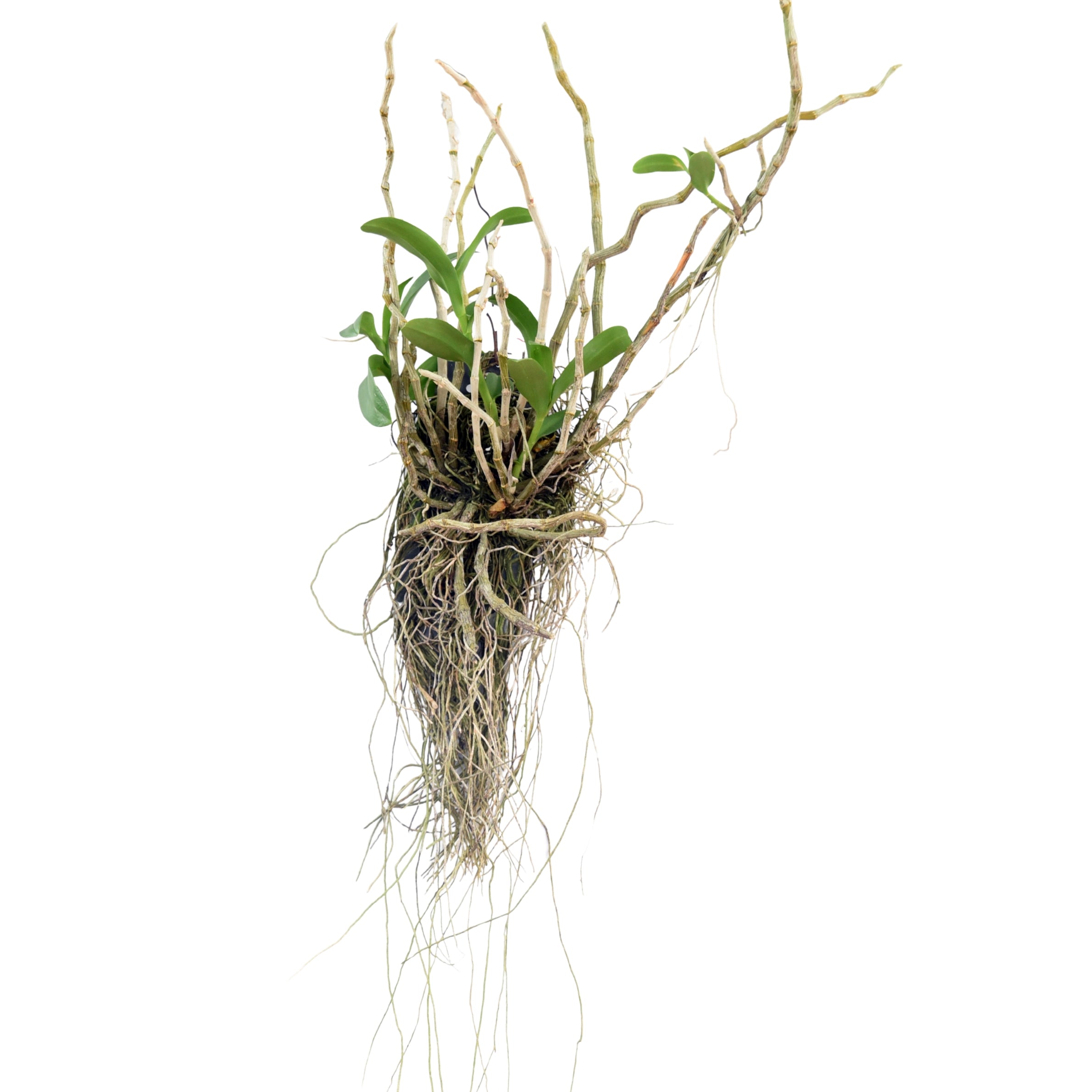 Healthy Dendrobium parishii alba orchid plant featuring strong green canes and vibrant foliage, perfect for orchid lovers looking to buy rare orchid plants online in India from Click Orchid.