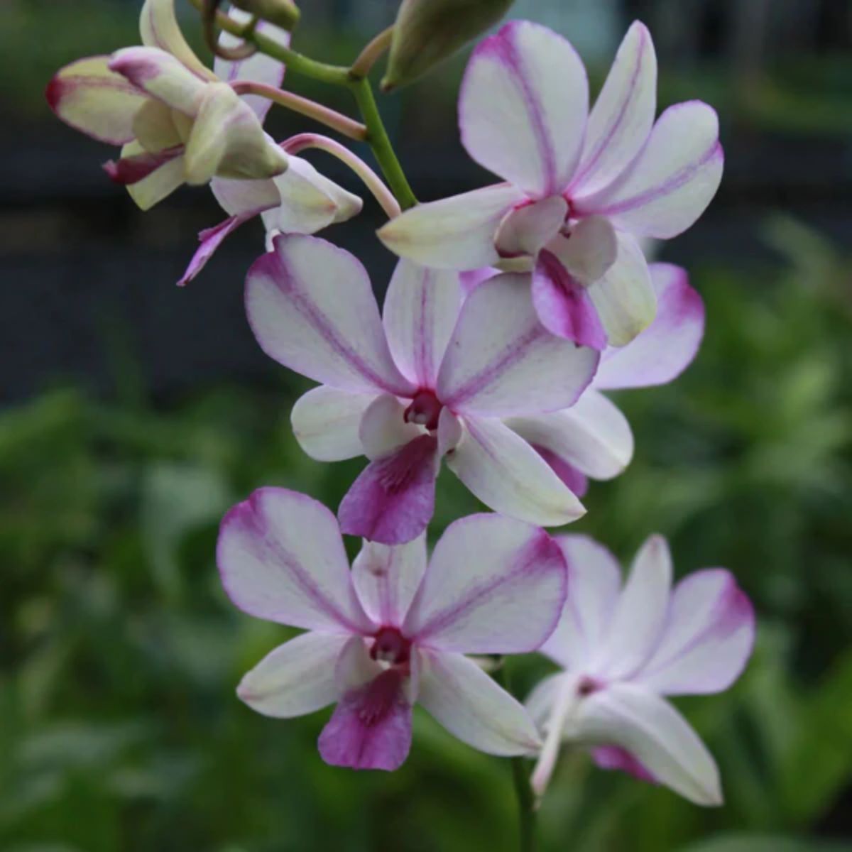 Dendrobium Pop's Eye orchid flower with vibrant purple and white blooms, orchid flowers India.