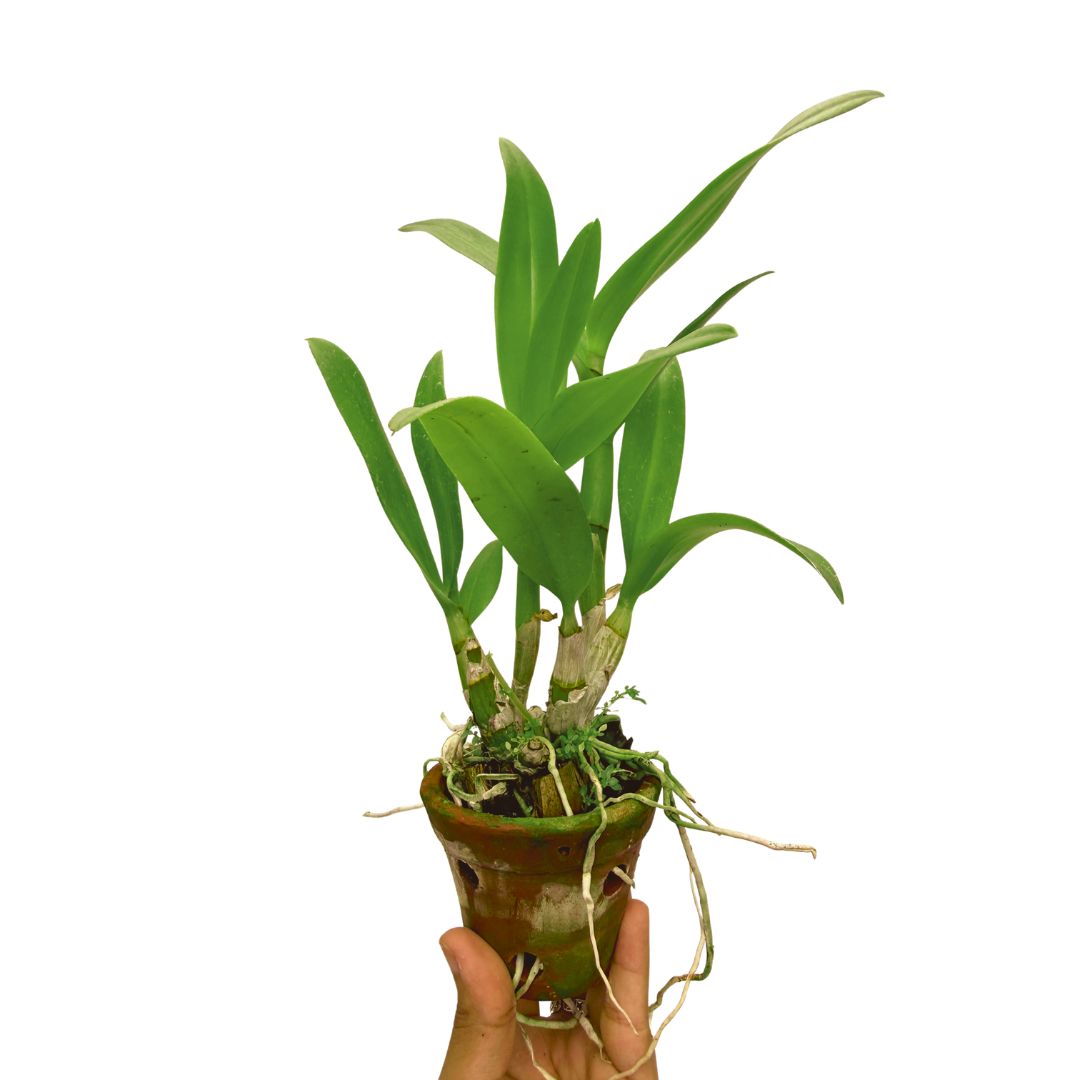 Dendrobium Pop's Eye orchid plant, small potted plant with healthy canes and roots.