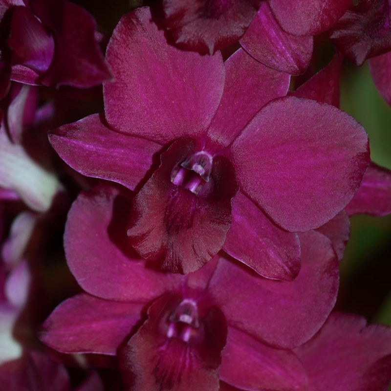 Dendrobium Red Maroon orchid flower with deep red to maroon petals and rich colour tones, classic dendrobium bloom
