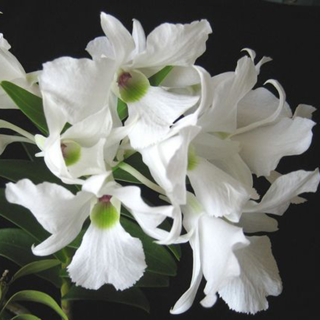 Dendrobium sanderae white orchid flower with purple markings on the lip