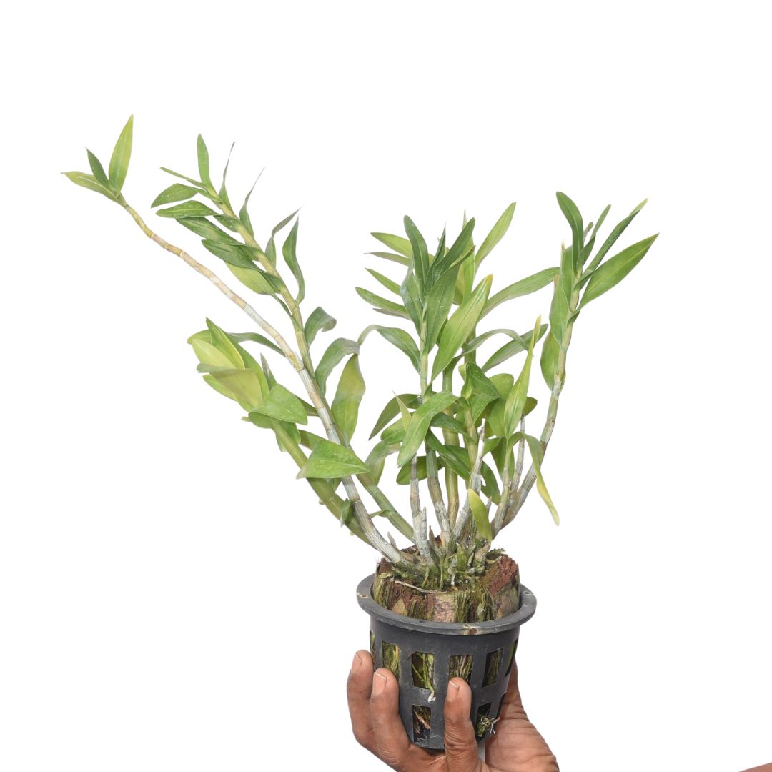 Dendrobium sanderae orchid plant with healthy upright green canes