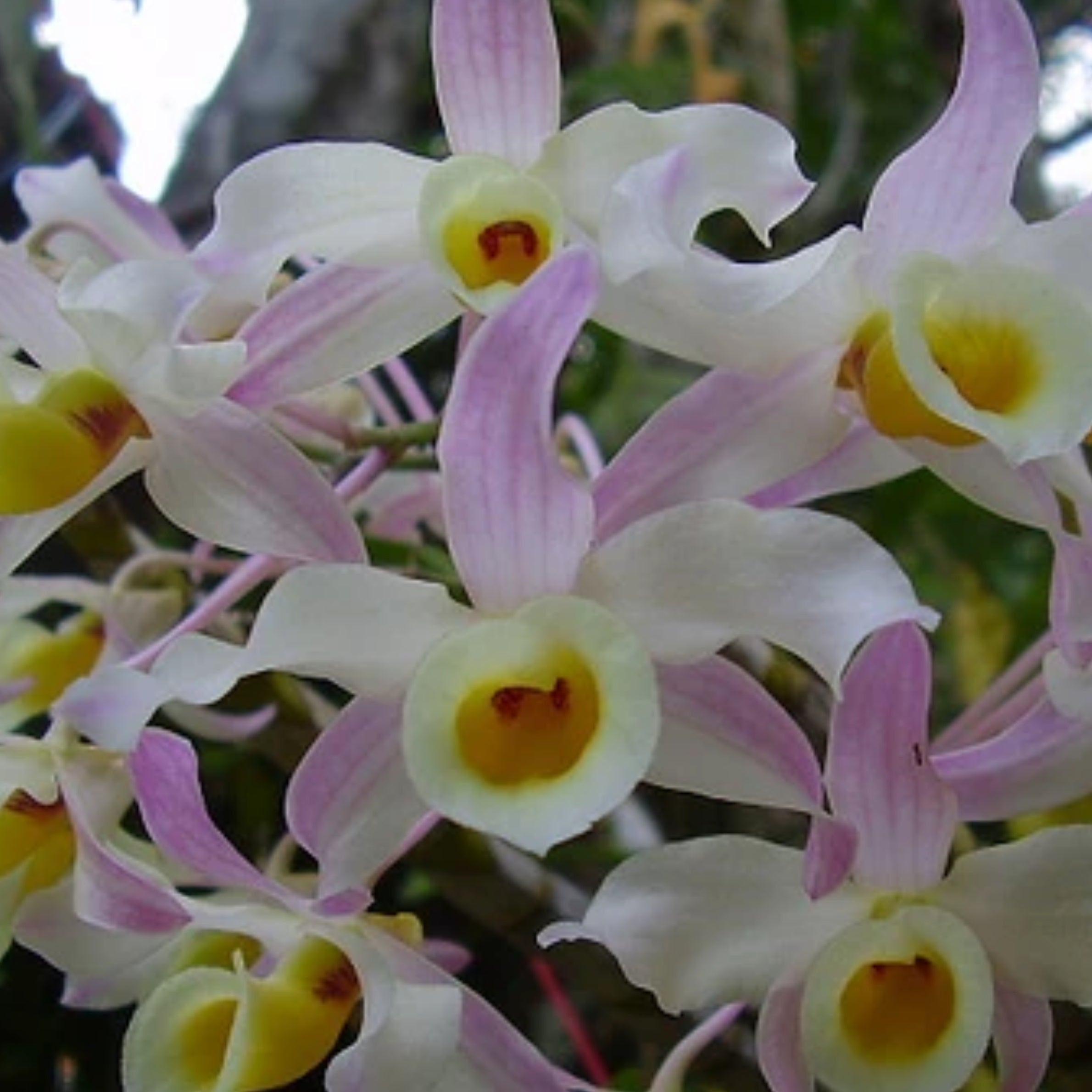 Dendrobium Signatum