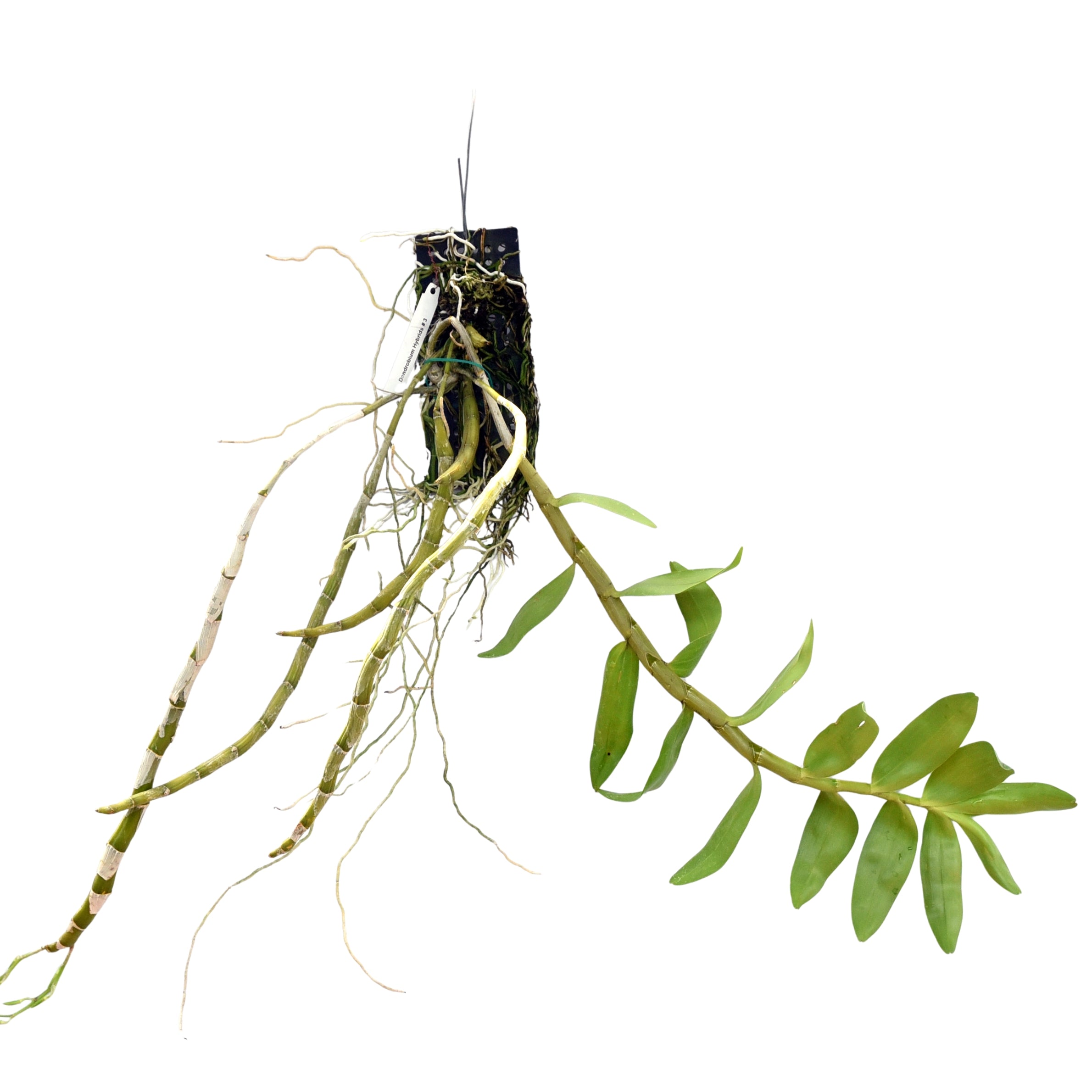 Dendrobium signatum orchid plant with healthy green canes, strong root system, and lush foliage, a rare species Dendrobium orchid prized by collectors for its beautiful blooms. This premium tropical orchid plant is ideal for orchid enthusiasts, home gardens, and greenhouse cultivation, making it a popular choice for those looking to buy exotic orchid plants online in India