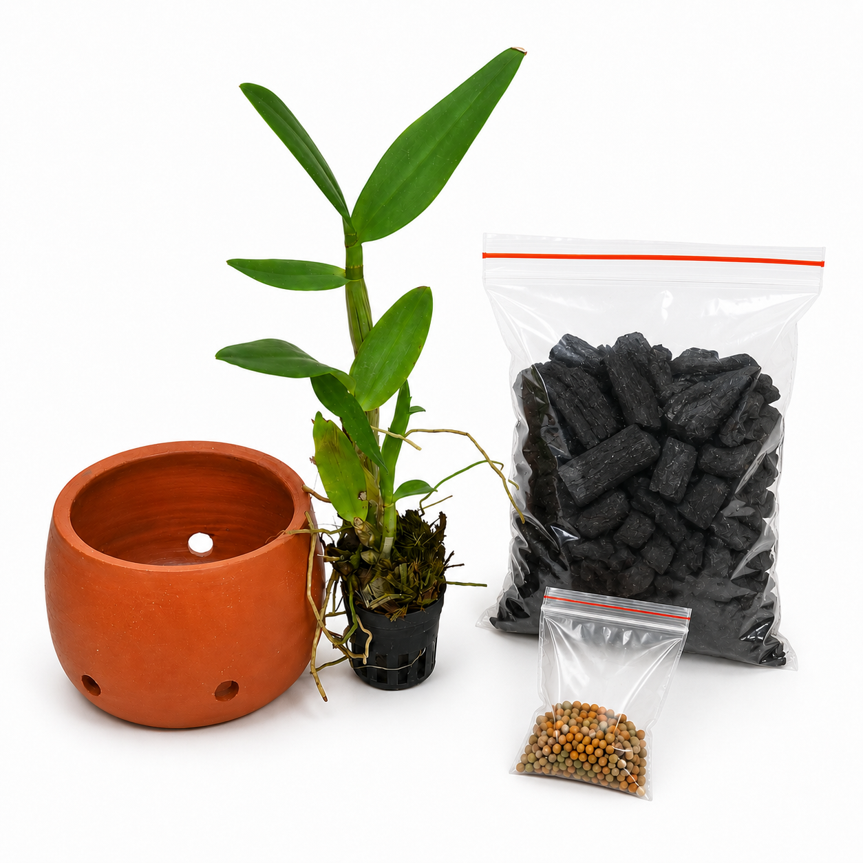 Premium Dendrobium Sonia Orchid Kit featuring a healthy orchid plant, terracotta pot, charcoal potting media, and slow-release fertiliser for orchid care., Beginner Orchid Kit