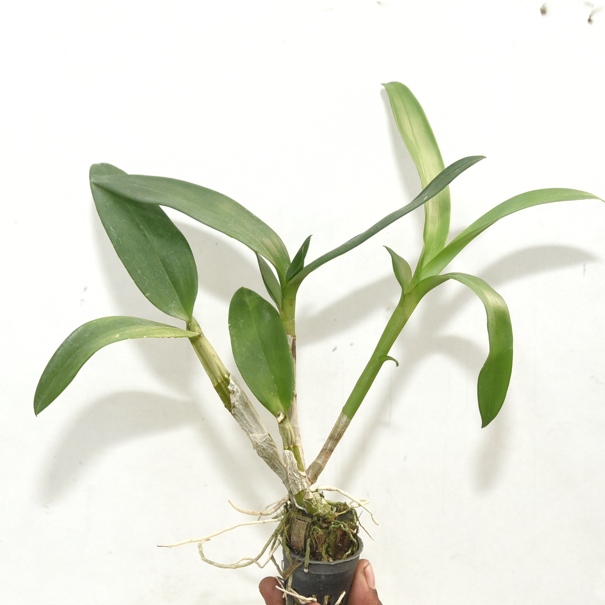 Dendrobium Sonia Purple