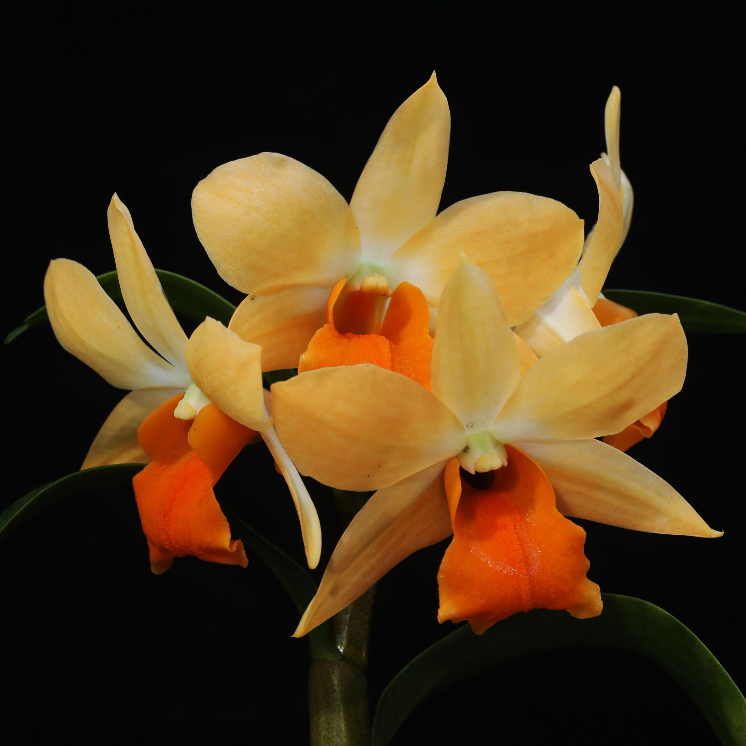 Dendrobium Sophia Ang orchid flower with vibrant colourful blooms, tropical beauty, and long- asting flowers ideal for orchids online India, Dendrobium orchids, exotic flowering orchids, premium orchid collections, and healthy live orchid plants.