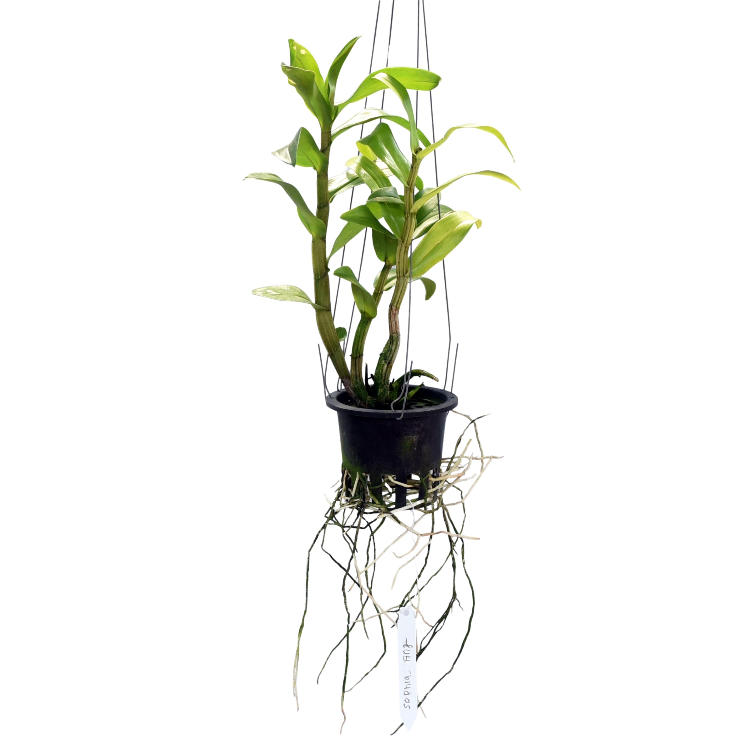 Dendrobium Sophia Ang orchid plant displaying robust cane growth, vibrant green leaves, and a well established root system, carefully grown for strong flowering performance. This hybrid Dendrobium orchid is a sought after ornamental plant, perfect for orchid lovers seeking rare orchid varieties, flowering orchid plants, tropical garden orchids, and premium orchid plants online in India.