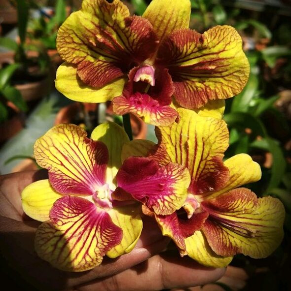 Dendrobium Srisopho Stripe 3 Lips orchid flower with bright yellow petals, bold red stripes, and triple red lips, unique patterned dendrobium bloom