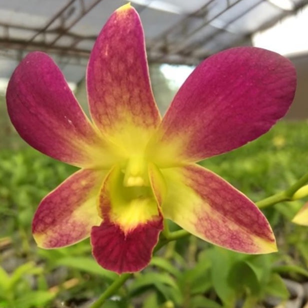 Dendrobium Suchart Red orchid flower with maroon red petals and golden yellow throat, exotic tropical dendrobium bloom close up, vibrant orchid flower India