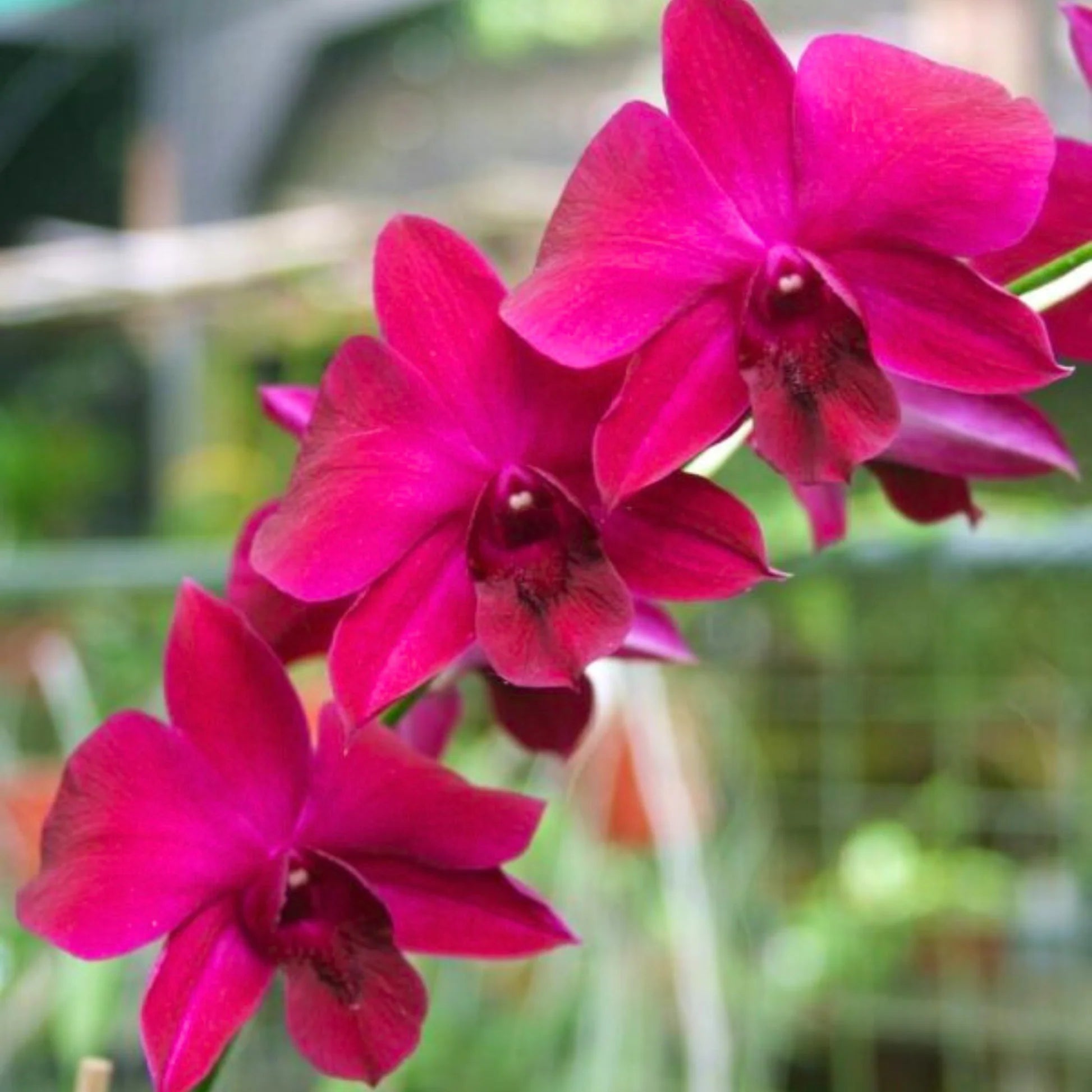 Dendrobium Supernova Red orchid flower with deep red velvety petals and rich vibrant color