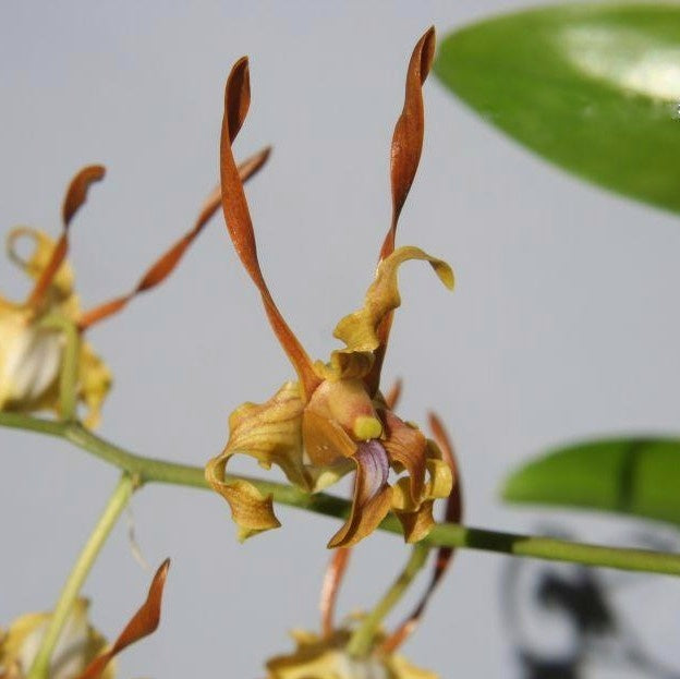 Dendrobium Tangerinum orchid flower with distinctive yellow and brown blooms, exotic Dendrobium orchid plant available online in India