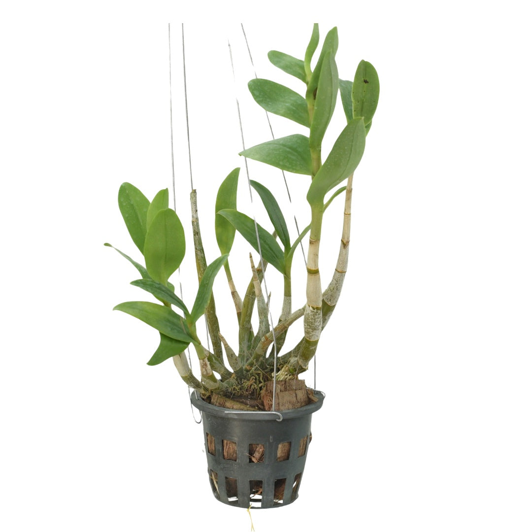 Dendrobium Tangerinum live orchid plant with healthy green canes and foliage, premium Dendrobium orchid with doorstep delivery in India