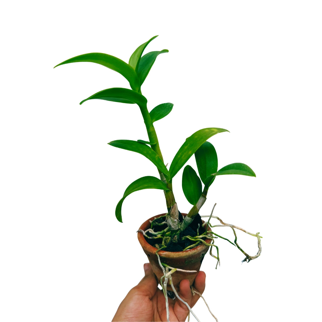 Potted Dendrobium Thongchai Gold orchid plant, blooming indoor orchid plant India for home decoration