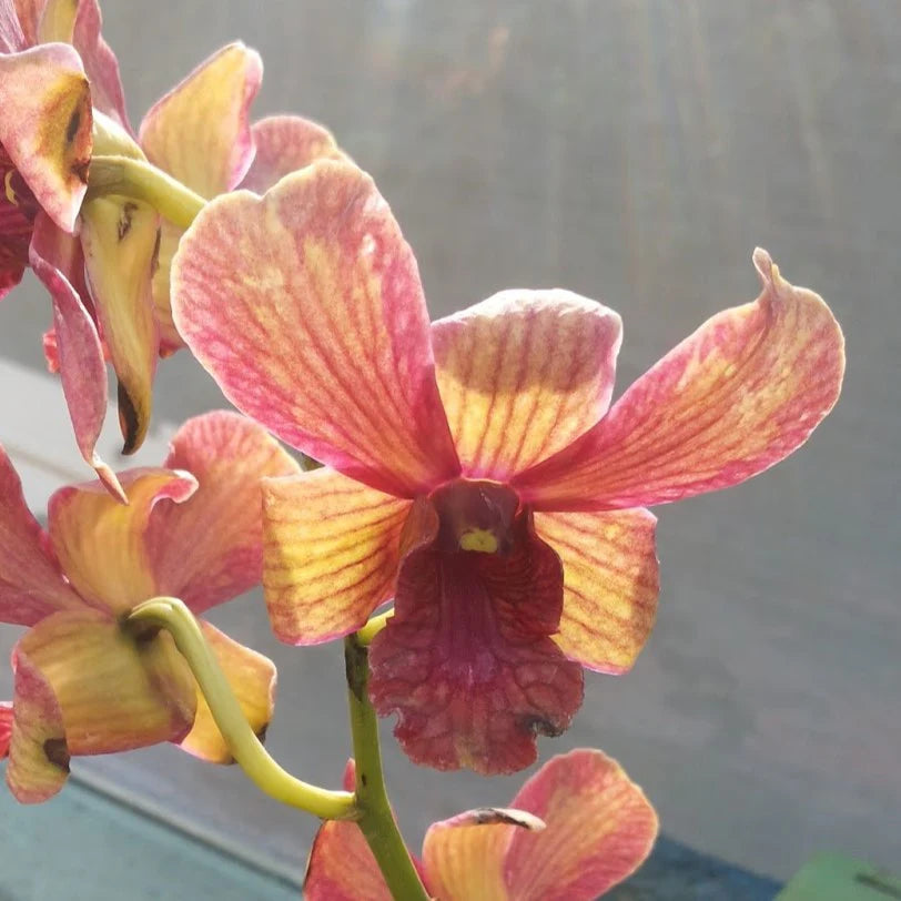 Dendrobium Thongchai Gold Pinwattana Splash orchid flower with golden yellow petals and bold pink red splash patterns, unique patterned dendrobium bloom