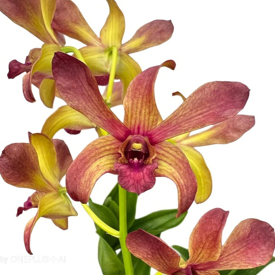Dendrobium Thongchai Gold Pinwattana Splash orchid flower with golden yellow petals and bold pink red splash patterns, unique patterned dendrobium bloom