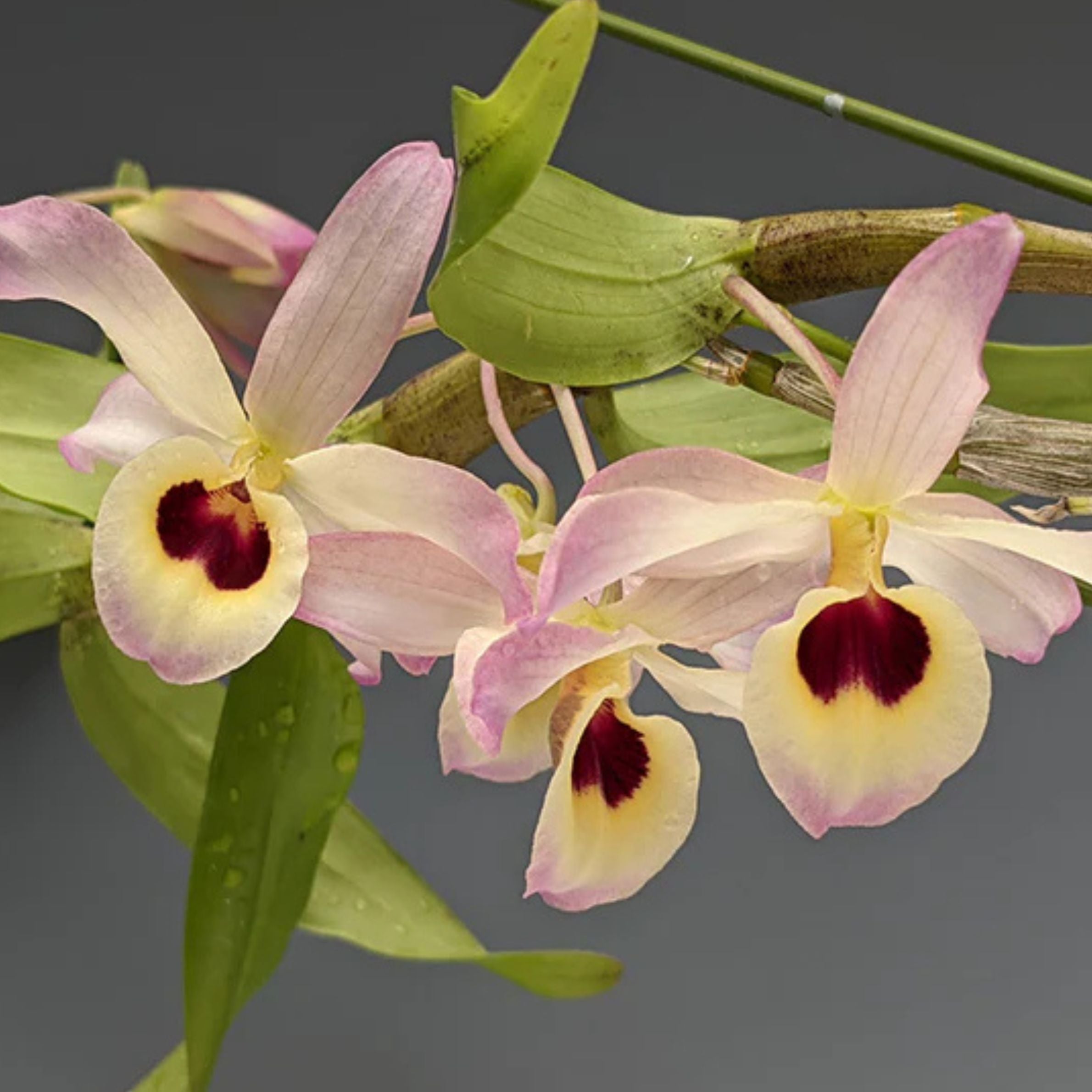 Dendrobium Tortile x Friedericksianum orchid flower with twisted white petals, purple accents and yellow orange lip.