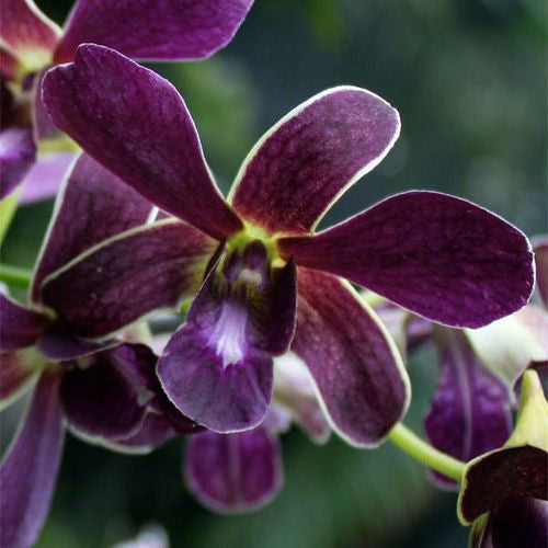 Dendrobium Toshiko Blue x Izumi orchid flowers with soft lavender blue and violet petals featuring delicate white lining, blooming in elegant clusters along upright canes with a graceful cascading display.