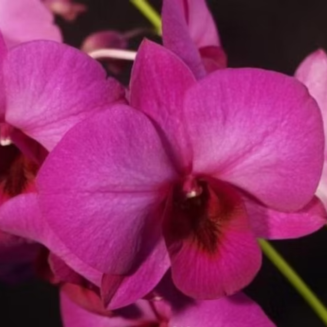 Dendrobium Udomsri x Thailand orchid flower with pink purple blooms, orchid flowers India.