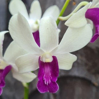 Dendrobium Woon Leng orchid flower with pure white petals and deep magenta purple lip, elegant dendrobium bloom for indoor decor