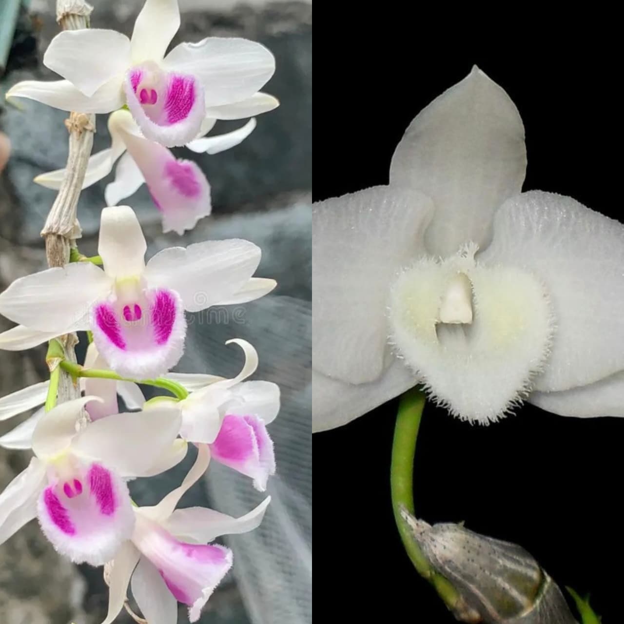 Beautiful Dendrobium anosmum 'Alba' × anosmum 'Taiwan' bloom featuring white and blush pink petals, fragrant orchid plant, rare Dendrobium hybrid, flowering orchid, tropical orchid plant for sale in India.