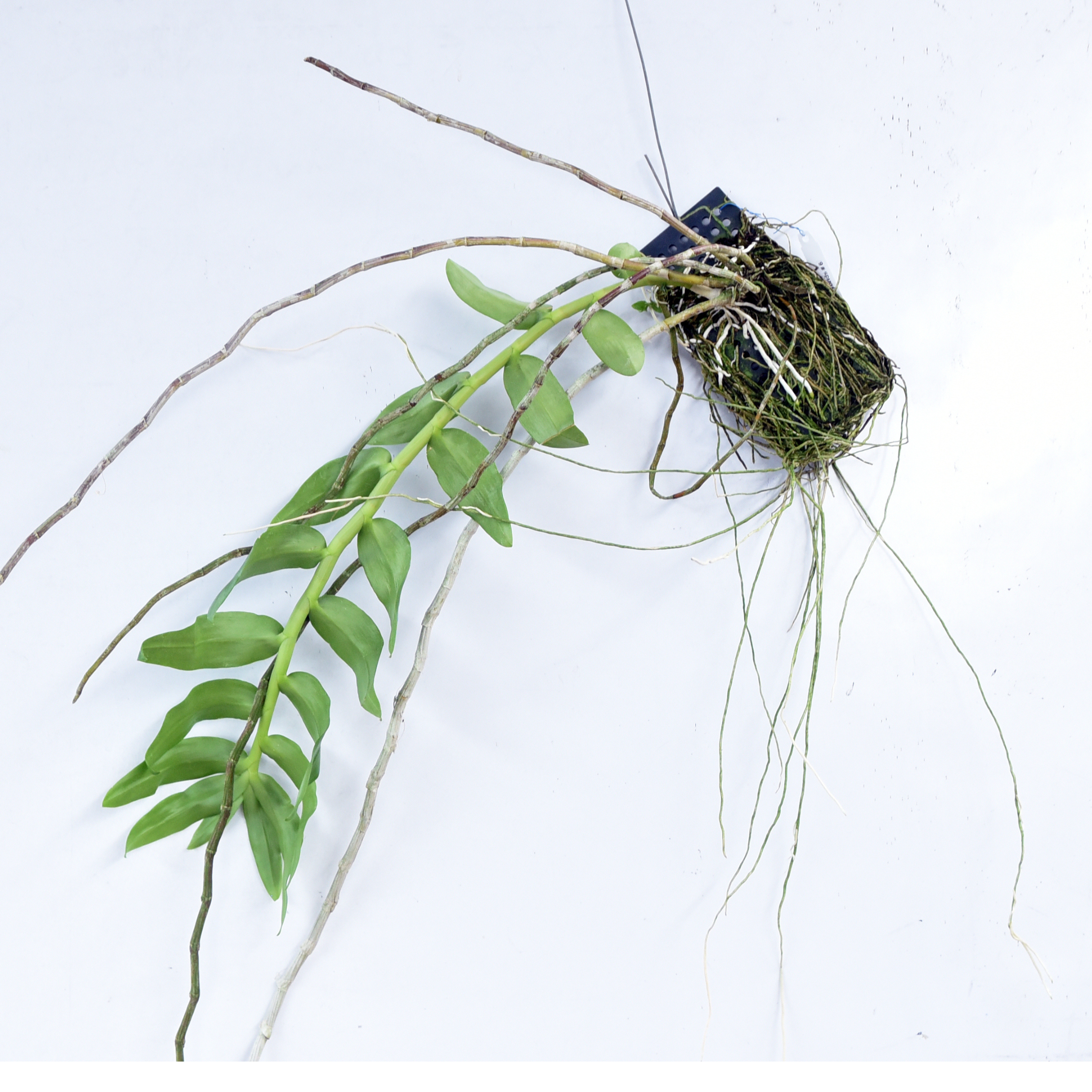 Healthy Dendrobium anosmum 'Alba' × anosmum 'Taiwan' orchid plant with strong canes and developing roots, rare Dendrobium hybrid, tropical orchid plant, premium orchid collection in India.