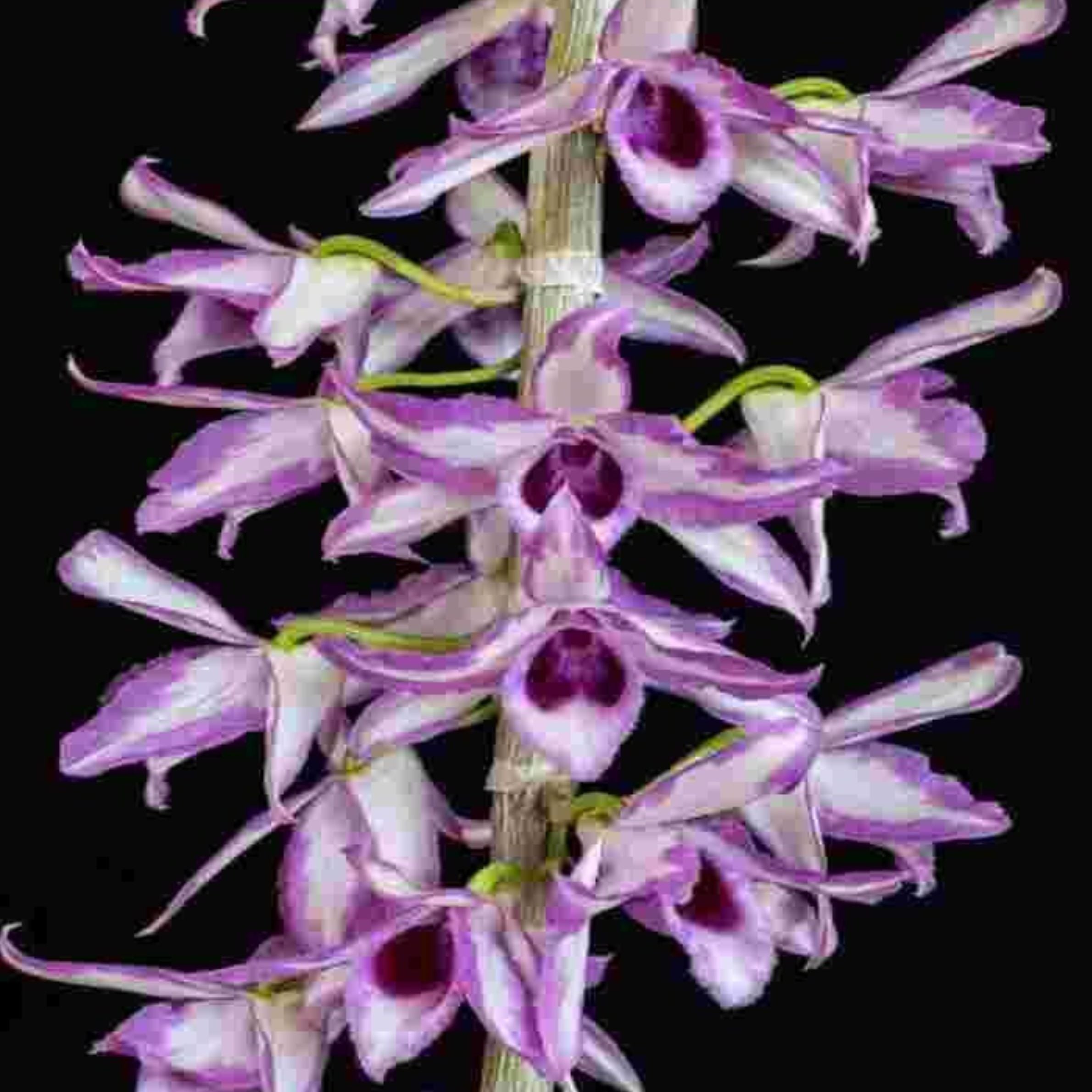 Dendrobium anosmum Alba × A Touch of Class orchid flower with fragrant lavender-pink blooms, deep purple throat, cascading flower spikes, and exotic tropical beauty ideal for orchids online India, Orchid Plants Online India, rare Dendrobium orchids, fragrant orchids, and premium orchid collections.
