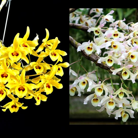 Dendrobium signatum × friedericksianum orchid flower with elegant structure and soft natural tones, rare Dendrobium hybrid bloom, tropical orchid plant, exotic flowering orchid in India, premium orchid collection plant.