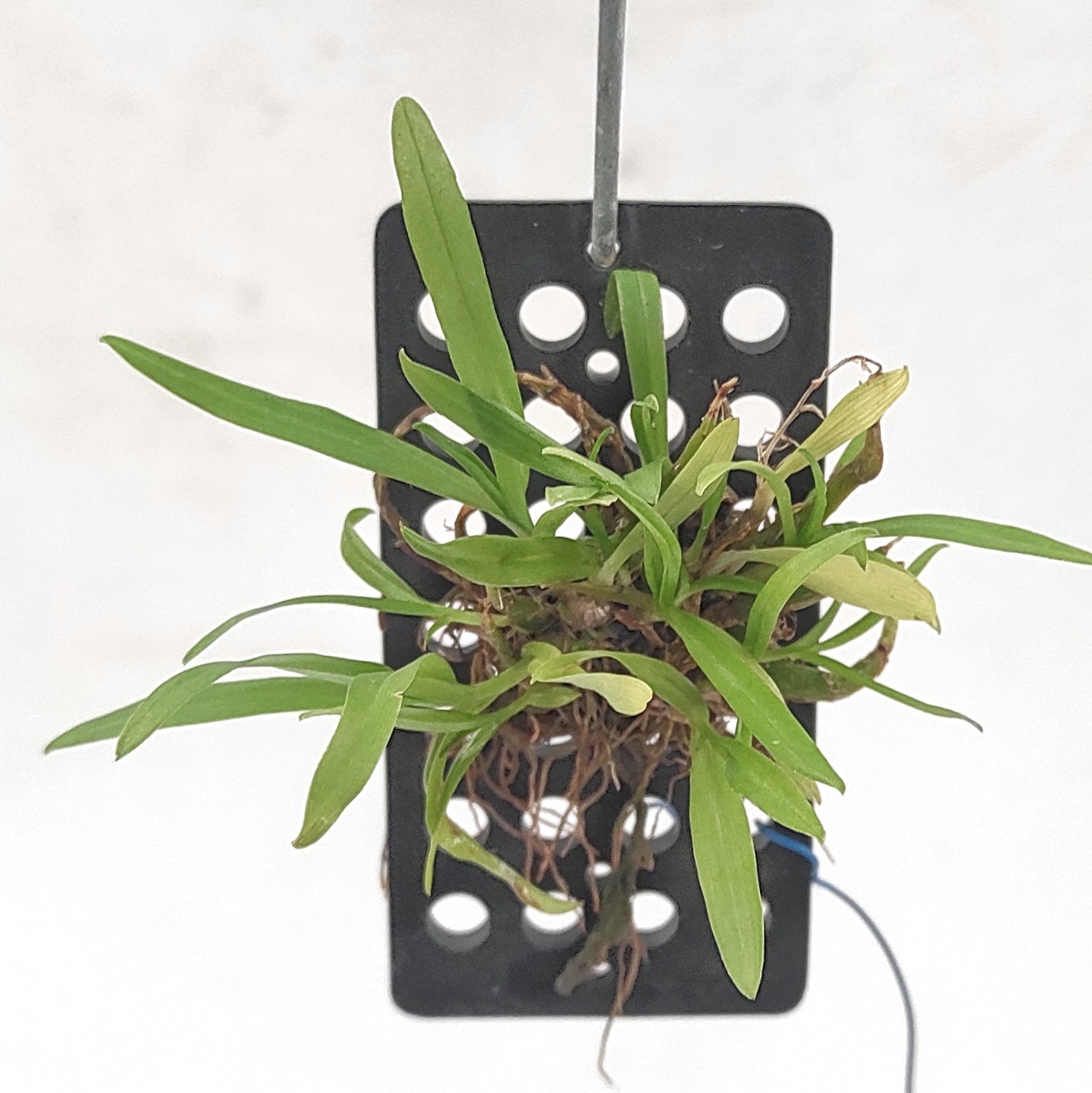 Healthy Dendrobium kanburiense orchid plant with slender canes and vigorous growth, ideal for collectors of rare species orchids in India and premium orchid plants online.