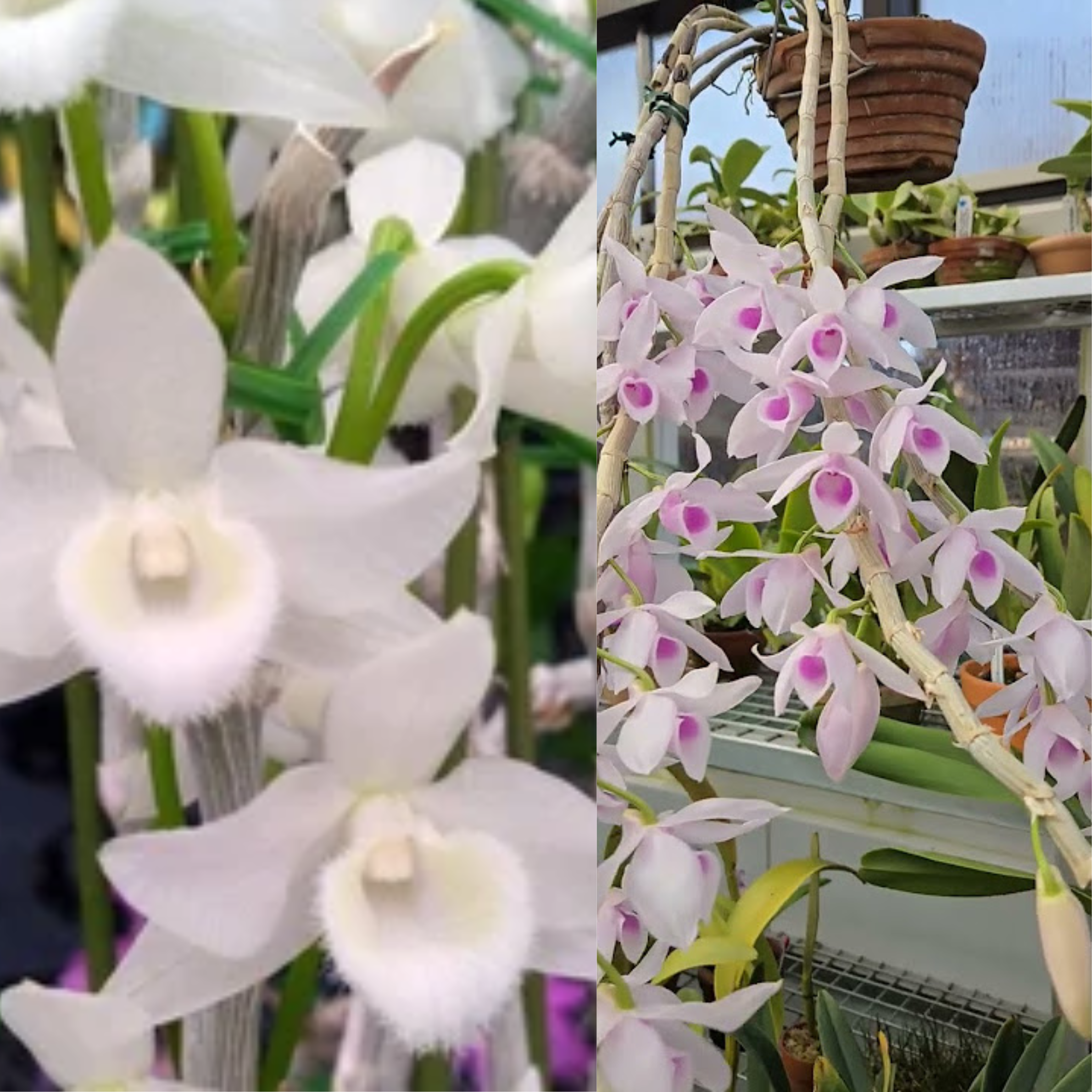 Beautiful Dendrobium anosmum 'Alba' × anosmum 'Taiwan' bloom featuring white and blush pink petals, fragrant orchid plant, rare Dendrobium hybrid, flowering orchid, tropical orchid plant for sale in India.