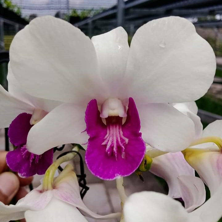 Dendrobium Charming White